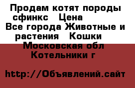 Продам котят породы сфинкс › Цена ­ 4 000 - Все города Животные и растения » Кошки   . Московская обл.,Котельники г.